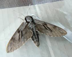 Attēlu rezultāti vaicājumam “Sphinx pinastri”