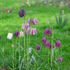 Attēlu rezultāti vaicājumam “Meleagris”