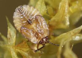 Attēlu rezultāti vaicājumam “Acalypta carinata”