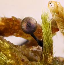 Attēlu rezultāti vaicājumam “Lamproderma columbinum”