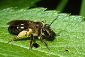 Attēlu rezultāti vaicājumam “Andrena”