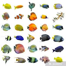 Image result for vissen