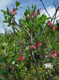 Attēlu rezultāti vaicājumam “Vaccinium uliginosum bud”