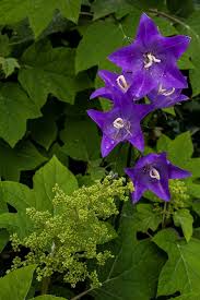 Attēlu rezultāti vaicājumam “Campanula persicifolia flower”