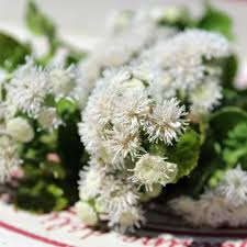 Image result for Leberbalsam