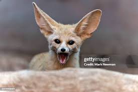 Attēlu rezultāti vaicājumam “Vulpes zerda”