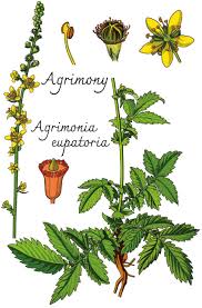 Attēlu rezultāti vaicājumam “Agrimonia pilosa bud”