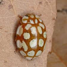 Attēlu rezultāti vaicājumam “Sospita vigintiguttata”