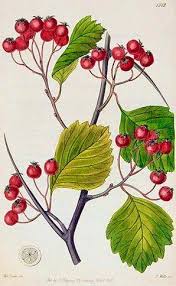 Attēlu rezultāti vaicājumam “Crataegus macracantha fruit”