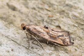 Attēlu rezultāti vaicājumam “Epermenia falciformis”