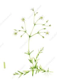 Attēlu rezultāti vaicājumam “Stellaria graminea”