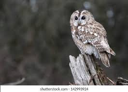 Image result for Strix aluco