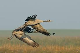 Attēlu rezultāti vaicājumam “Grus grus adult”