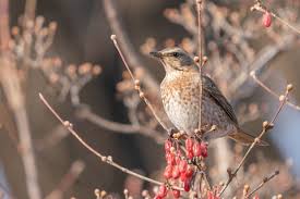 Image result for Turdus naumanni