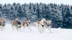 Image result for Team Ice Fire British Sled Dog Racing Team