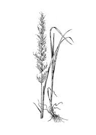 Attēlu rezultāti vaicājumam “Arrhenatherum elatius”