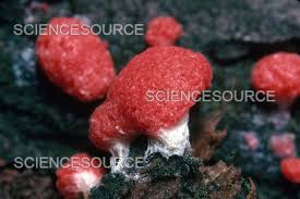 Attēlu rezultāti vaicājumam “Tubifera ferruginosa (subsp. ferruginosa) spores”