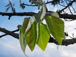 Attēlu rezultāti vaicājumam “Populus laurifolia”