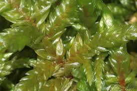 Attēlu rezultāti vaicājumam “Pleurozium schreberi”