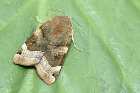 Attēlu rezultāti vaicājumam “Noctua fimbriata larva”