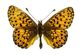 Attēlu rezultāti vaicājumam “Boloria titania underside”
