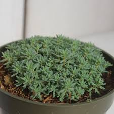 Attēlu rezultāti vaicājumam “Sedum hispanicum leaf”