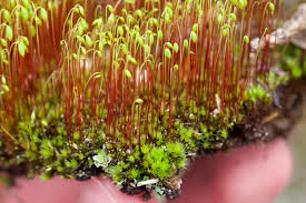 Attēlu rezultāti vaicājumam “Bryum funkii macro”