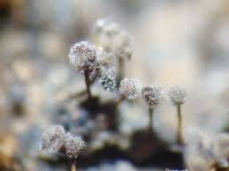 Attēlu rezultāti vaicājumam “Physarum murinum stalked”