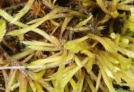 Attēlu rezultāti vaicājumam “Brachythecium albicans”