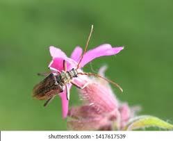 Attēlu rezultāti vaicājumam “Oxymirus cursor female”