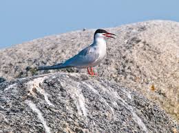 Image result for Sterna hirundo