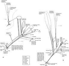 Attēlu rezultāti vaicājumam “Oxystegus tenuirostris”