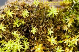 Attēlu rezultāti vaicājumam “Ephemerum serratum sporophyte”
