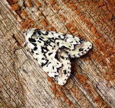 Attēlu rezultāti vaicājumam “Moma alpium”