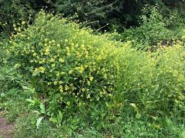 Attēlu rezultāti vaicājumam “Bunias orientalis bud”