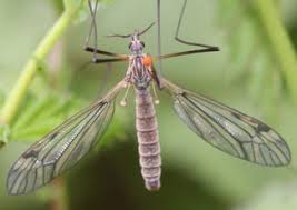 Attēlu rezultāti vaicājumam “Tipulidae”