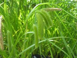 Attēlu rezultāti vaicājumam “Carex pseudocyperus”