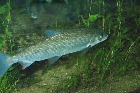 Image result for Coregonus lavaretus oxyrinchus