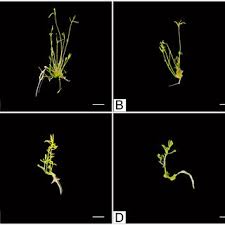 Attēlu rezultāti vaicājumam “Linaria loeselii”