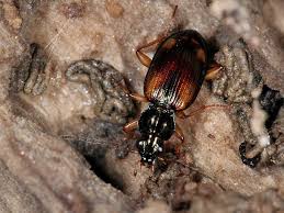 Attēlu rezultāti vaicājumam “Bembidion sp.”