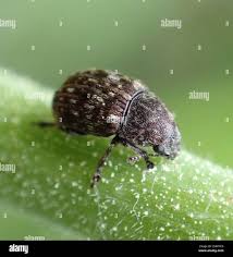 Attēlu rezultāti vaicājumam “Anthribus nebulosus”