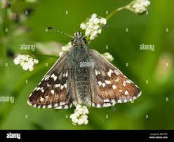 Attēlu rezultāti vaicājumam “Pyrgus alveus”