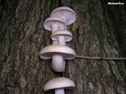 Attēlu rezultāti vaicājumam “Hypsizygus ulmarius”