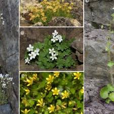 Attēlu rezultāti vaicājumam “Saxifraga cymbalaria flower”