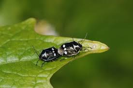 Attēlu rezultāti vaicājumam “Eurydema oleracea”