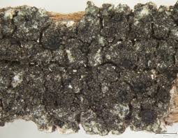 Attēlu rezultāti vaicājumam “Hertelidea botryosa”