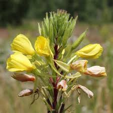 Attēlu rezultāti vaicājumam “Oenothera biennis fruit”