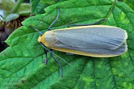 Attēlu rezultāti vaicājumam “Eilema depressa”