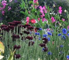 Attēlu rezultāti vaicājumam “Cyanus segetum flower”