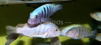 Risultati immagini per cynotilapia pulpican